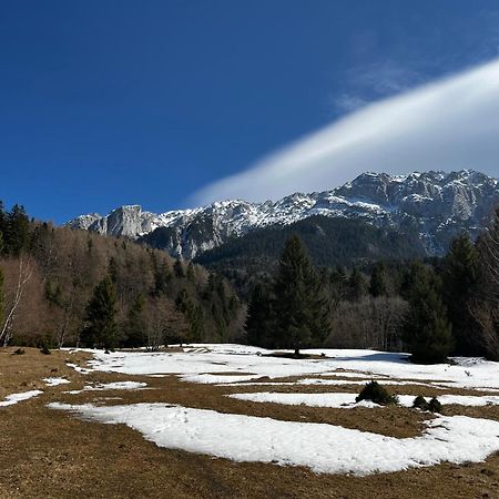 Pensiunea Aliart Zărneşti エクステリア 写真